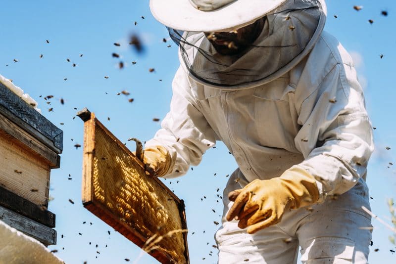 Beeswax Harvesting 800x534 